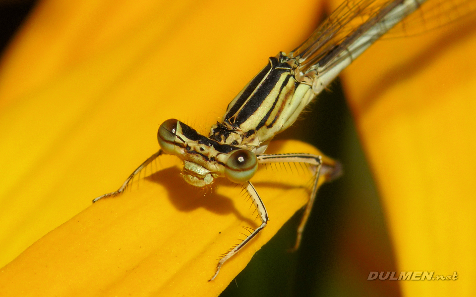 Blue Featherleg (Female, Platycnemis pennipes)